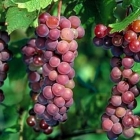 عصير العنب الأحمر يفيد القلب ويضبط الضغط
