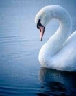 ملائكة بلا اجنحة ج3 بقلم:لبنى