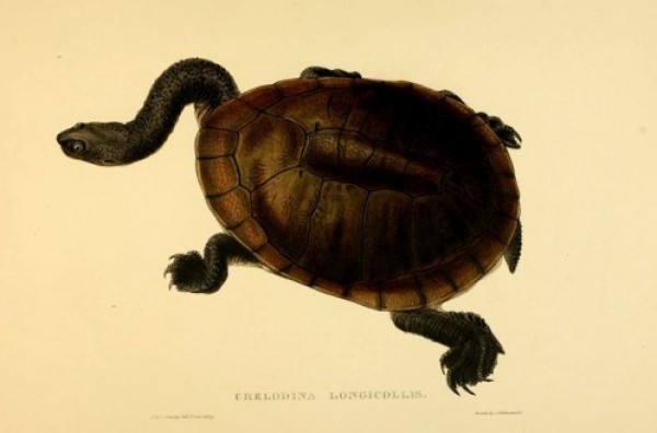    Chelodina longicollis 3909960574.jpg