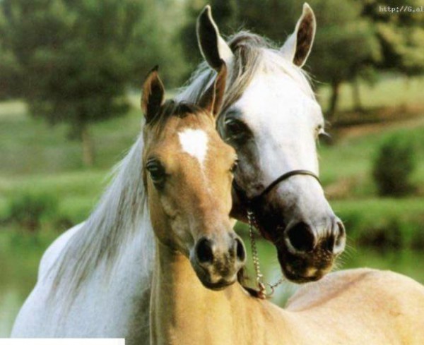 الخيول العربيه الاصيله-موضوع شامل بالصور-كل 3910014050.jpg