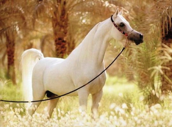 الخيول العربيه الاصيله-موضوع شامل بالصور-كل 3910014053.jpg