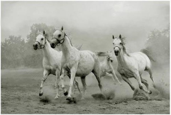 الخيول العربيه الاصيله-موضوع شامل بالصور-كل 3910014055.jpg