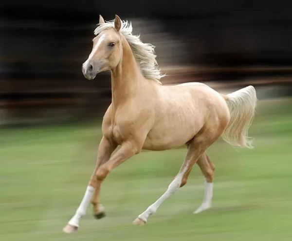 الخيول العربيه الاصيله-موضوع شامل بالصور-كل 3910014063.jpg