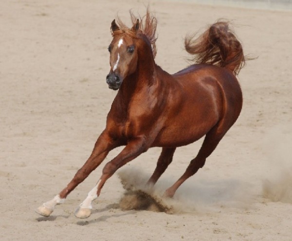 الخيول العربيه الاصيله-موضوع شامل بالصور-كل 3910014065.jpg
