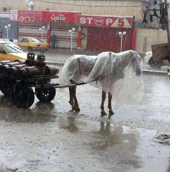 صور لبغداد تغرق في سيول الأمطار 7