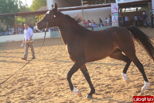 اسعار الخيول في الرياض