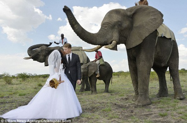قصة,زفاف,غير,عادية,بين,أقدام,الفيلة,في,أفريقيا,..,صور , www.christian-
dogma.com , christian-dogma.com , قصة زفاف غير عادية بين أقدام الفيلة في أفريقيا .. صور