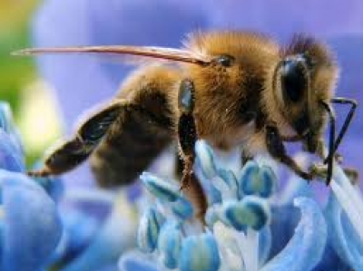 بدء اختفاء النحل يهدد بكارثة إنسانية :تفنى البشرية بعد 4 سنوات من انقراضه