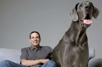 بالصور.. أضخم كلب في العالم يتجاوز طوله 7 أقدام