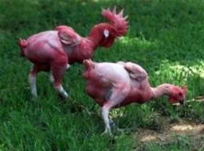 علماء إسرائيليون ينتجون جيلاً جديداً من الدجاج بلا ريش