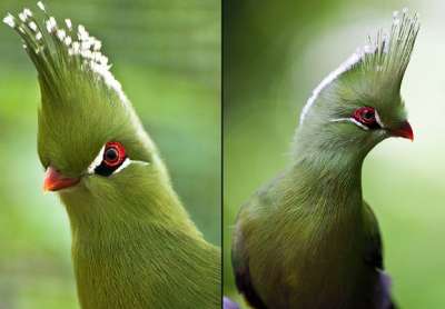 صور رائعة لطائر التوراكو 