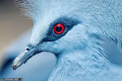 الحمامة الزرقاء المتوّجة 