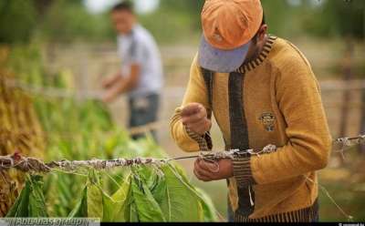 مزارع التبغ في كازاخستان