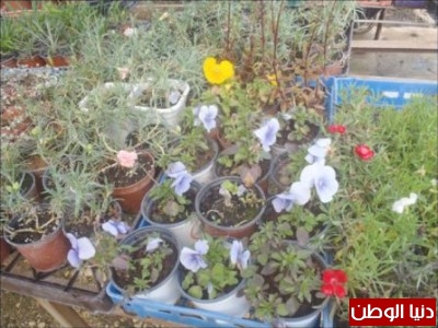شاهد بالصور .. كيف يتم زراعة الورود في نابلس ؟