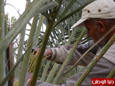 ستؤدي لزيادة إنتاج "التمور" : شاهد بالصور .. مشروع فلسطيني لإنتاج حبوب اللقاح للنخيل في الضفة الغربية