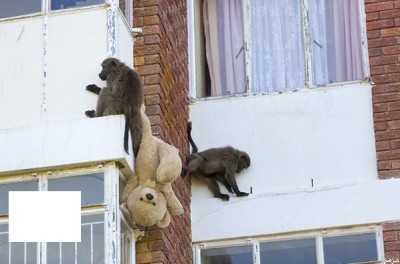 مجموعة من القردة تسطو علي عمارة سكنية في جنوب افريقيا