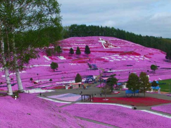 تلة الورد  في جزيرة هوكايدو في اليابان