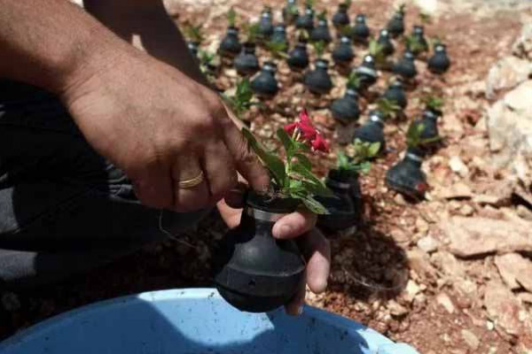 بالصور.. أم فلسطينية تزرع الزهور في قلب القنابل الاسرائيلية التي قتلت ابنها بالصور.. أم فلسطينية تزرع الزهور في قلب القنابل الاسرائيلية التي قتلت ابنها