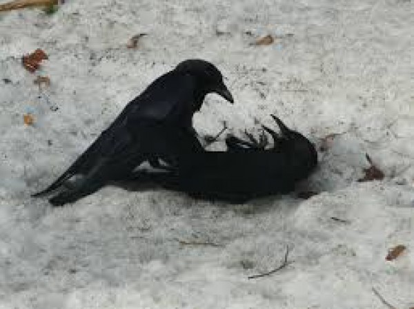 لماذا إختار الله الغراب دون كل الطيور والمخلوقات ليُعلِم الإنسان الدفن ؟ Why-God-ALLAH-chose-crow-without-all-birds-creatures-teach-human-burial