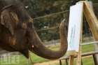 فيل أسيوي يرسم أجمل لوحات فنية بـزلومته