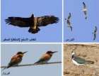 تسجيل العقاب الأسفع (المنقط) الصغير في سهول محافظة جنين