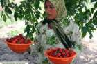 حصاد الفراولة في سوريا