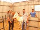 الأول في فلسطين.. مستشفى خاص بالحمير والبغال والخيول