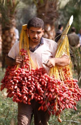 مزارع يجني محصول البلح في مخيم دير البلح وسط قطاع غزة ..شاهد الصور