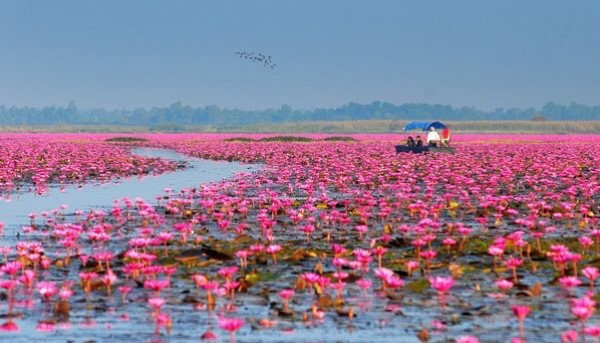بحيرة اللوتس الأحمر "Red lotus" شمال شرق تايلاند 3910742012