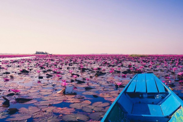 بحيرة اللوتس الأحمر "Red lotus" شمال شرق تايلاند 3910742013