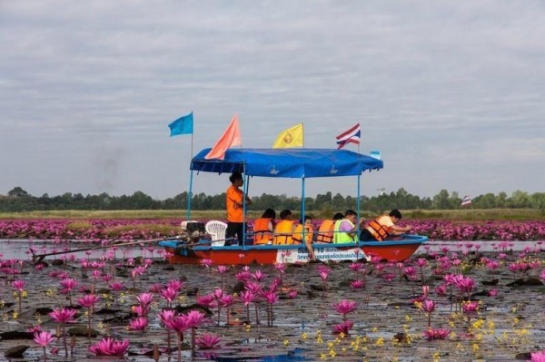 بحيرة اللوتس الأحمر "Red lotus" شمال شرق تايلاند 3910742014