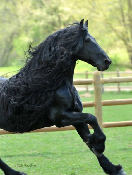 فريدريك .. أجمل حصان في العالم 3910752146