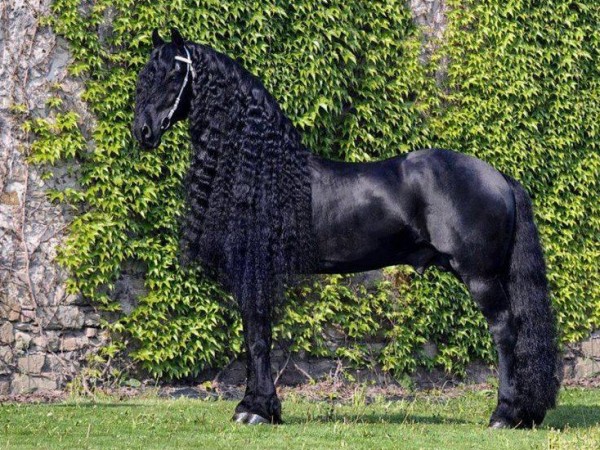 فريدريك .. أجمل حصان في العالم 3910752147