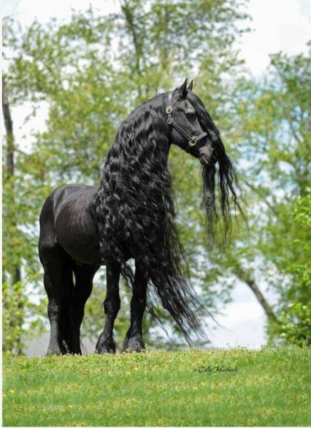 فريدريك .. أجمل حصان في العالم 3910752149