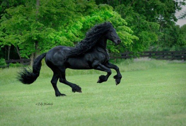 فريدريك .. أجمل حصان في العالم 3910752153