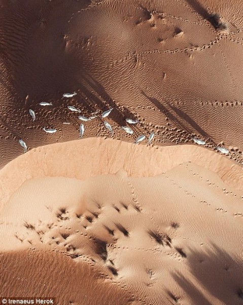 صحراء دبي كما لم ترها من قبل 3910761732