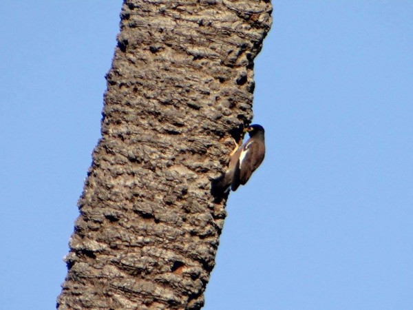 جمال الطيور في محافظة دير البلح 3910829343