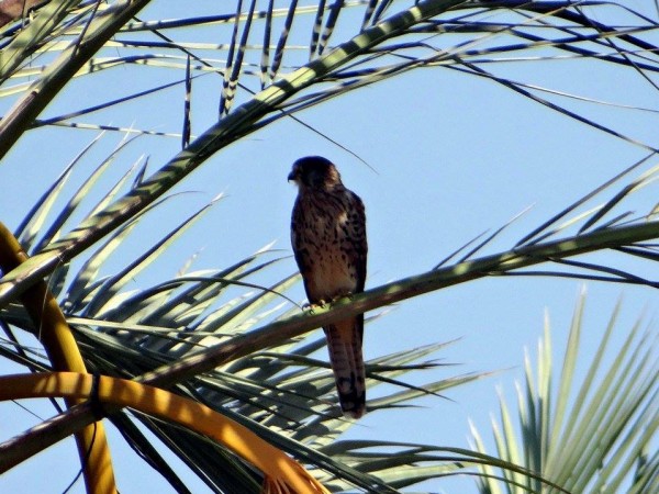 جمال الطيور في محافظة دير البلح 3910829347