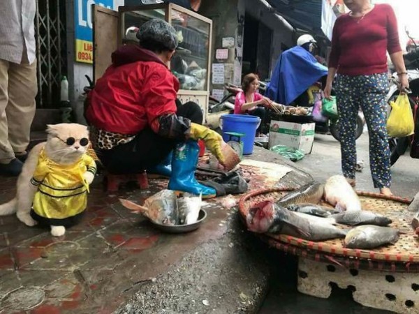  قط يبيع الاسماك في السوق  3910868432