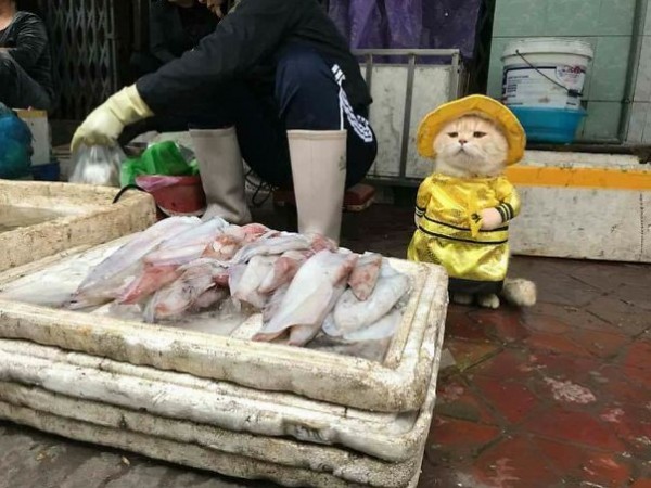  قط يبيع الاسماك في السوق  3910868433
