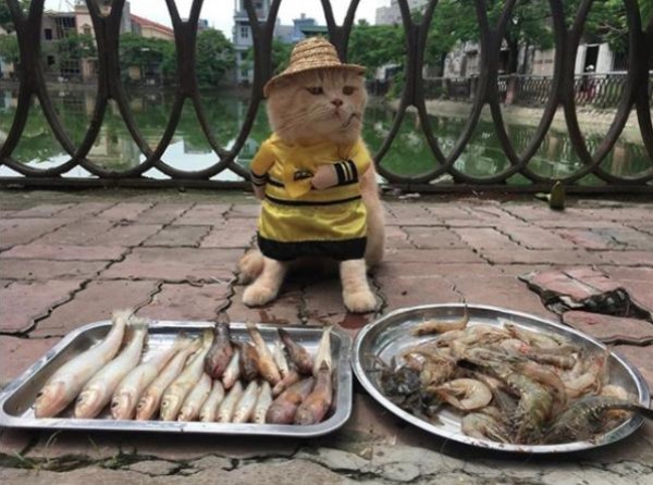  قط يبيع الاسماك في السوق  3910868434