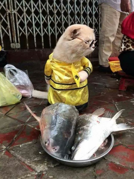  قط يبيع الاسماك في السوق  3910868435