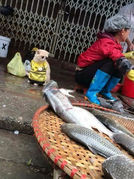 قط يبيع الاسماك في السوق  3910868436