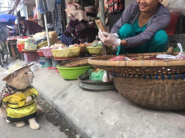  قط يبيع الاسماك في السوق  3910868438