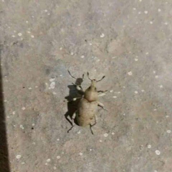 حشرة غريبة تحرق البشرة في مدينة عراقية 3910888184