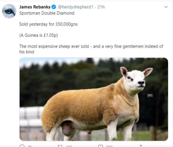 بيع أغلى خروف في العالم بمبلغ يفوق ثمن سيارة فيراري  3911101075