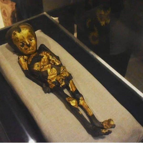 صور: مومياء "الطفل الذهبي" تدهش زائري معرض إعادة اكتشاف الموتى  3911105847