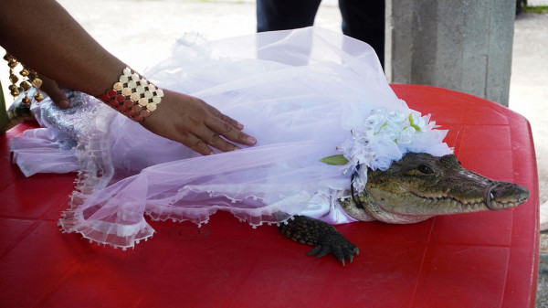 عمدة مدينة مكسيكية يتزوّج من تمساح  3911200678