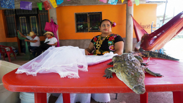 عمدة مدينة مكسيكية يتزوّج من تمساح  3911200679