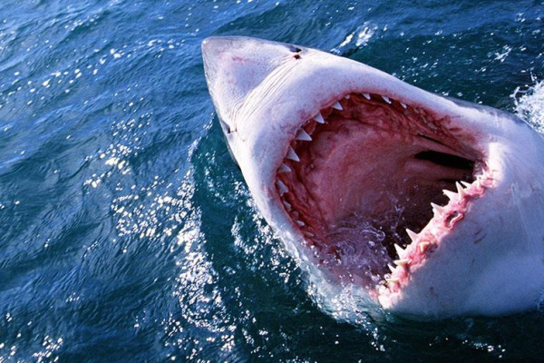 بالفيديو.. ظهور متكرر لسمك القرش يثير الرعب في إسبانيا